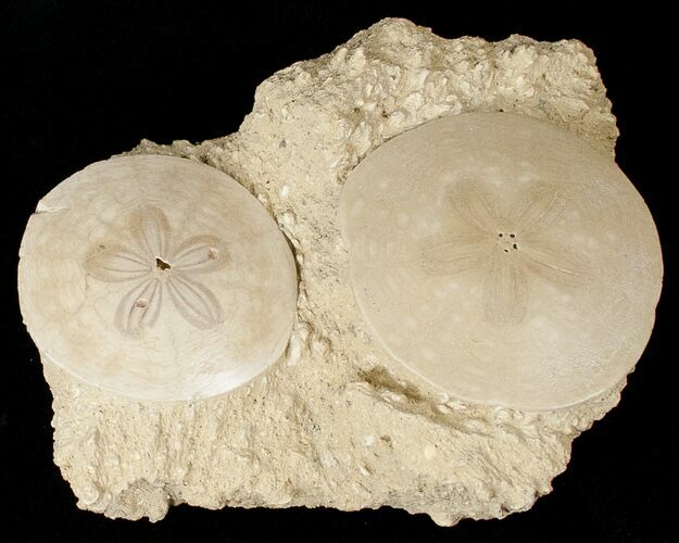Fossil Sand Dollars In Limestone - France #17236